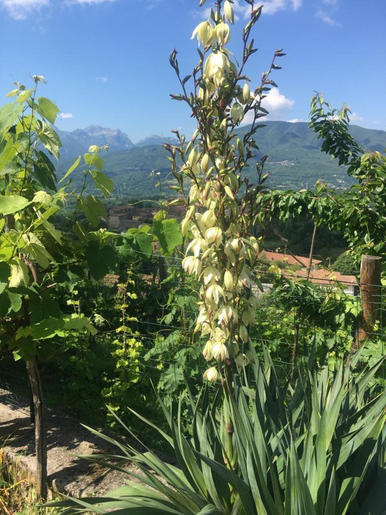 Il Casale Di Rolando Lägenhet Castiglione di Garfagnana Exteriör bild